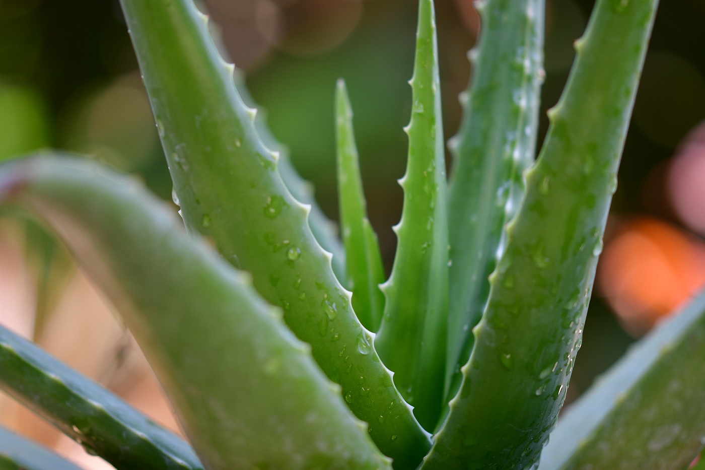 leaves of an aloe vera plant