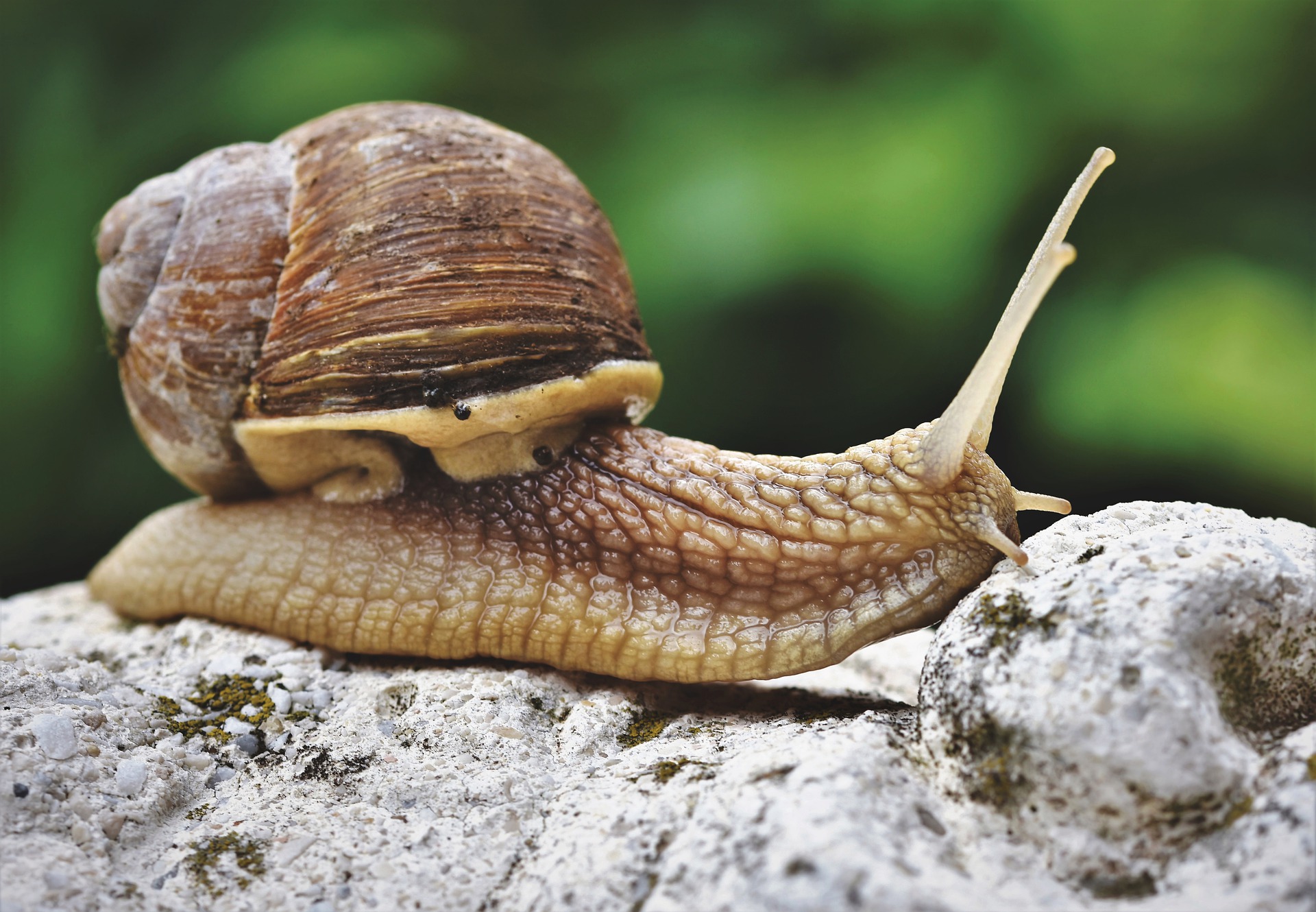 snail on top of a rock